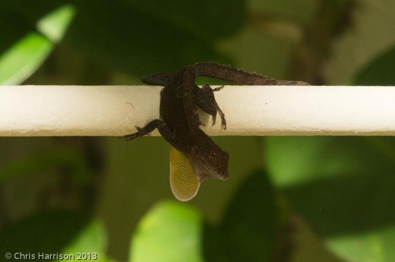 Puerto Rican Crested Anole (Anolis cristatellus cristatellus)