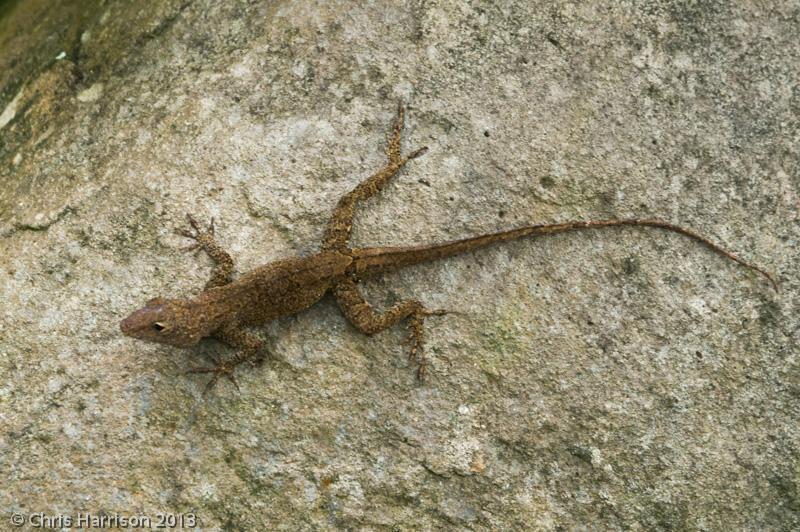 Puerto Rican Crested Anole (Anolis cristatellus cristatellus)