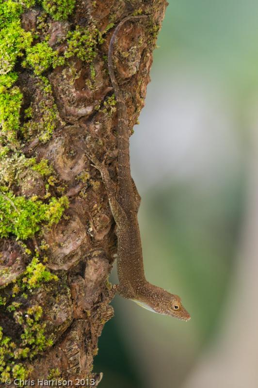 Puerto Rican Crested Anole (Anolis cristatellus cristatellus)