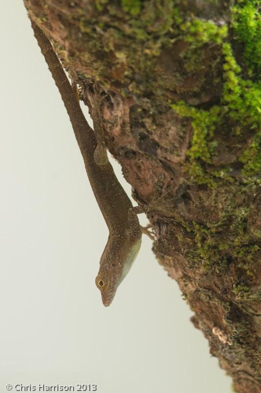 Puerto Rican Crested Anole (Anolis cristatellus cristatellus)