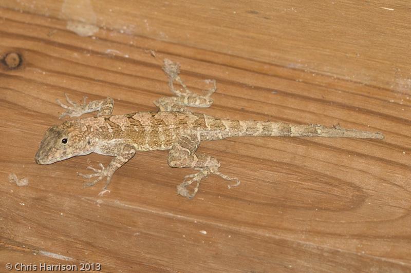 Puerto Rican Crested Anole (Anolis cristatellus cristatellus)