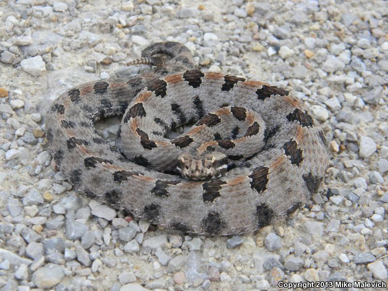 Western Pigmy Rattlesnake (Sistrurus miliarius streckeri)