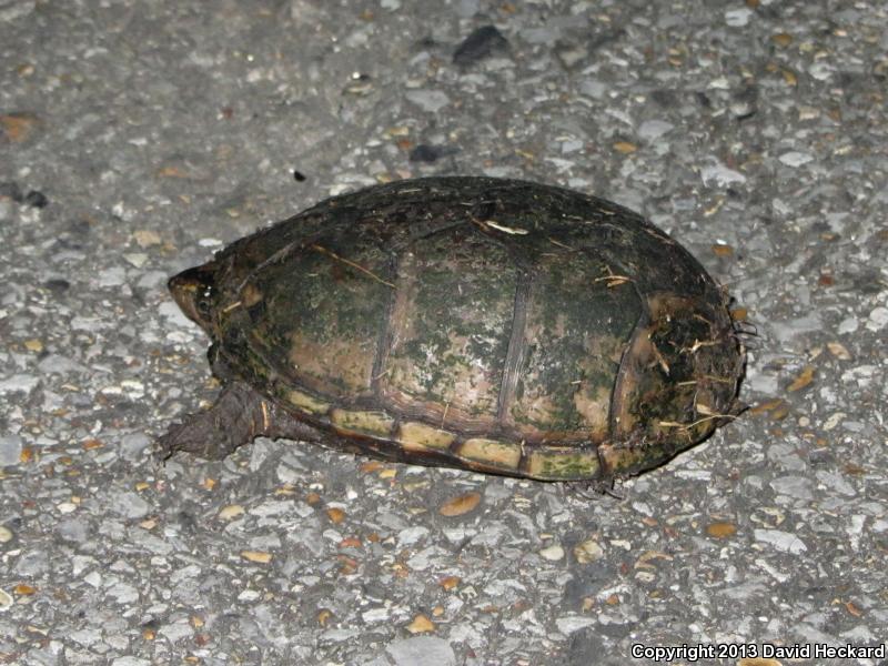 Mississippi Mud Turtle (Kinosternon subrubrum hippocrepis)