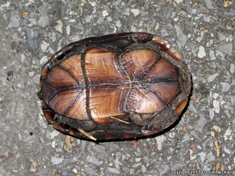 Mississippi Mud Turtle (Kinosternon subrubrum hippocrepis)