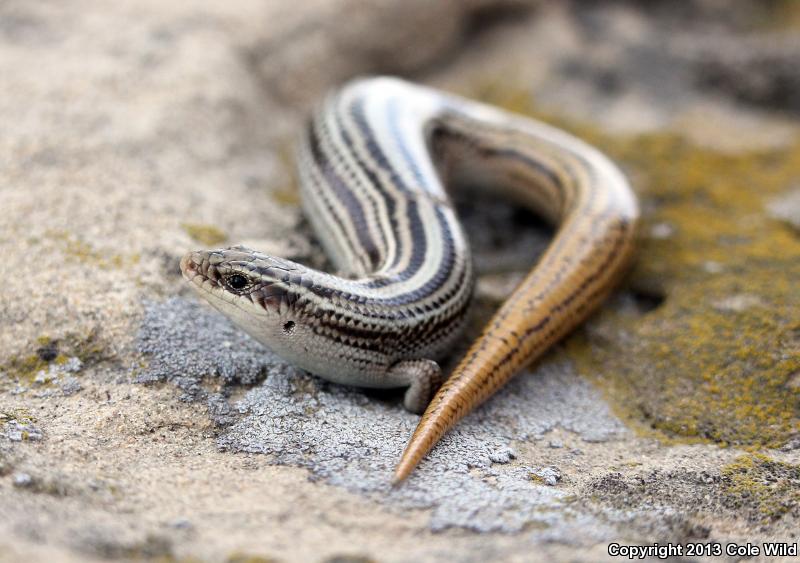 Northern Many-lined Skink (Plestiodon multivirgatus multivirgatus)