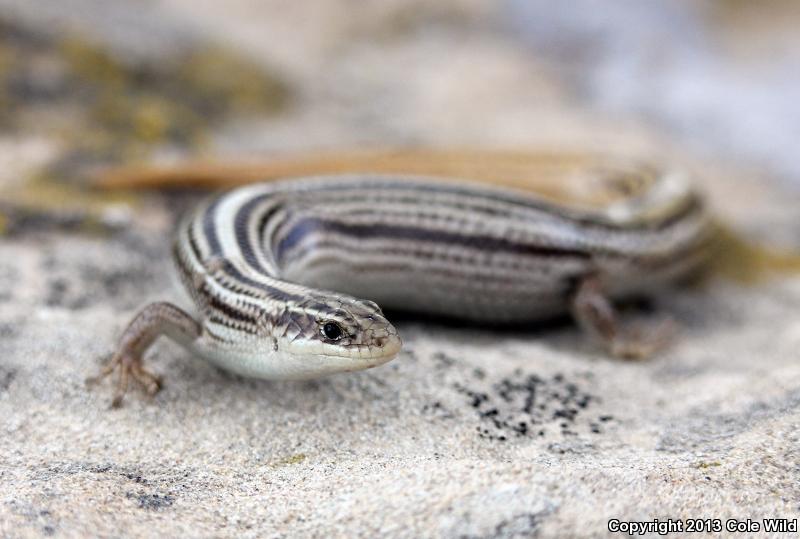 Northern Many-lined Skink (Plestiodon multivirgatus multivirgatus)