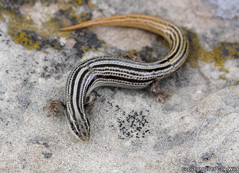 Northern Many-lined Skink (Plestiodon multivirgatus multivirgatus)