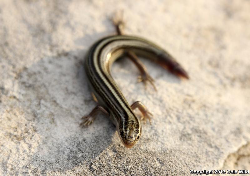 Northern Many-lined Skink (Plestiodon multivirgatus multivirgatus)