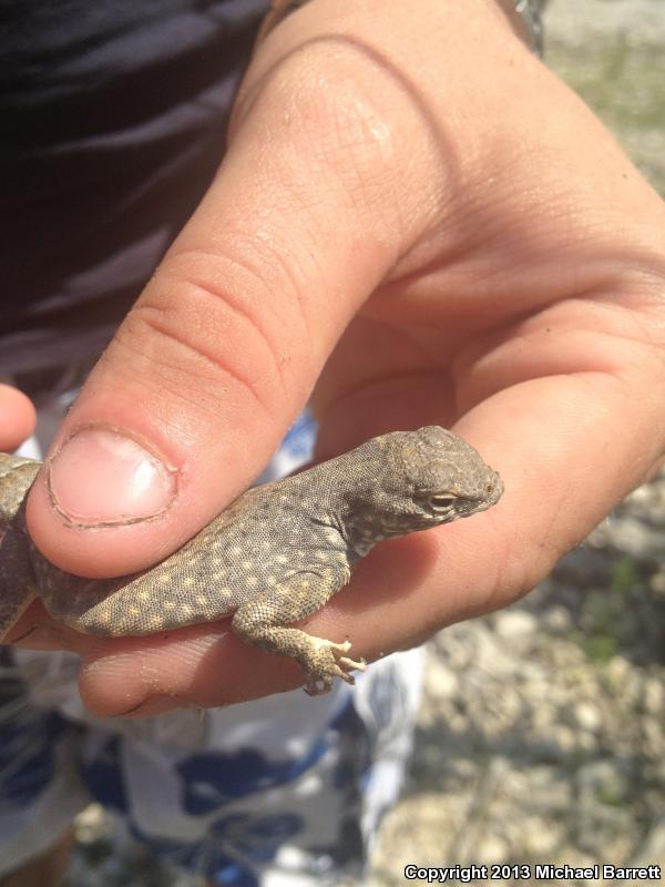 Texas Earless Lizard (Cophosaurus texanus texanus)