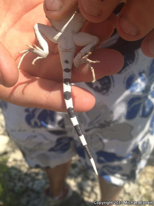 Texas Earless Lizard (Cophosaurus texanus texanus)