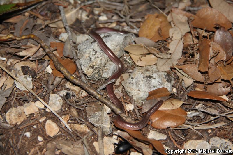 Texas Threadsnake (Leptotyphlops dulcis)