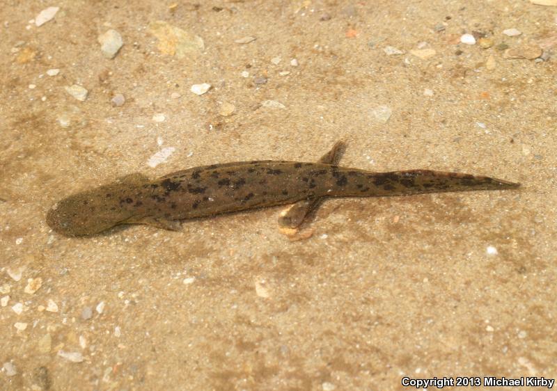 Eastern Hellbender (Cryptobranchus alleganiensis alleganiensis)