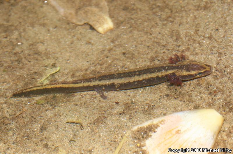 Common Mudpuppy (Necturus maculosus maculosus)