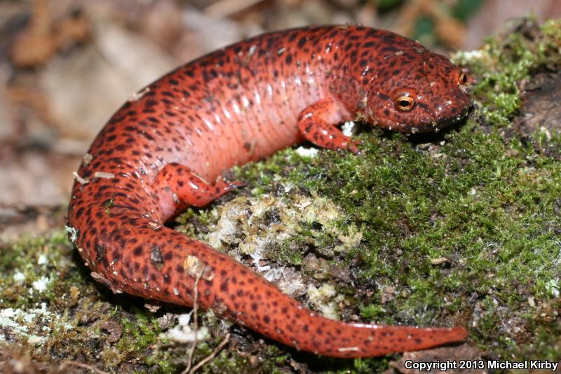 Black-chinned Red Salamander (Pseudotriton ruber schencki)