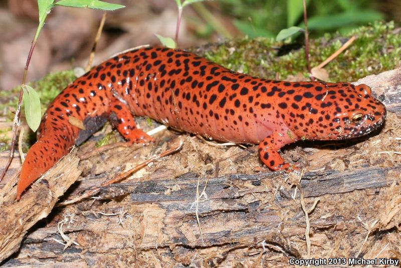 Black-chinned Red Salamander (Pseudotriton ruber schencki)