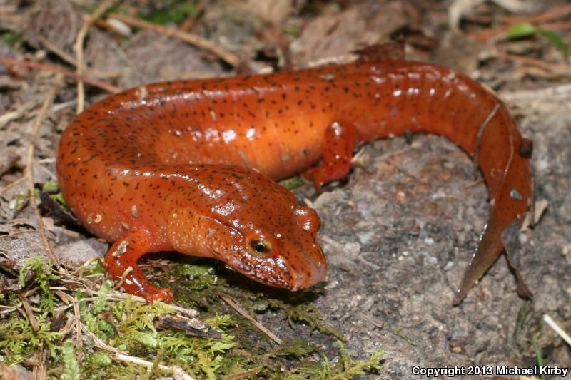 Blue Ridge Spring Salamander (Gyrinophilus porphyriticus danielsi)