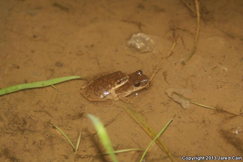 Mountain Chorus Frog (Pseudacris brachyphona)