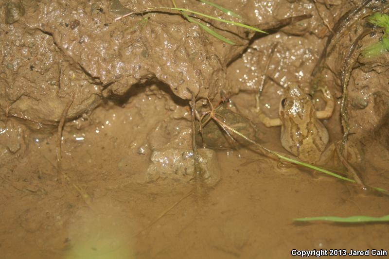 Mountain Chorus Frog (Pseudacris brachyphona)