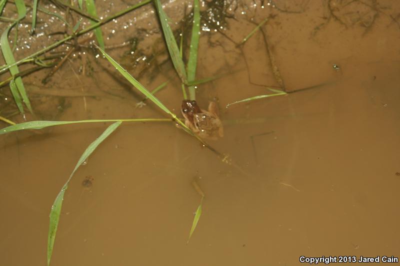 Mountain Chorus Frog (Pseudacris brachyphona)