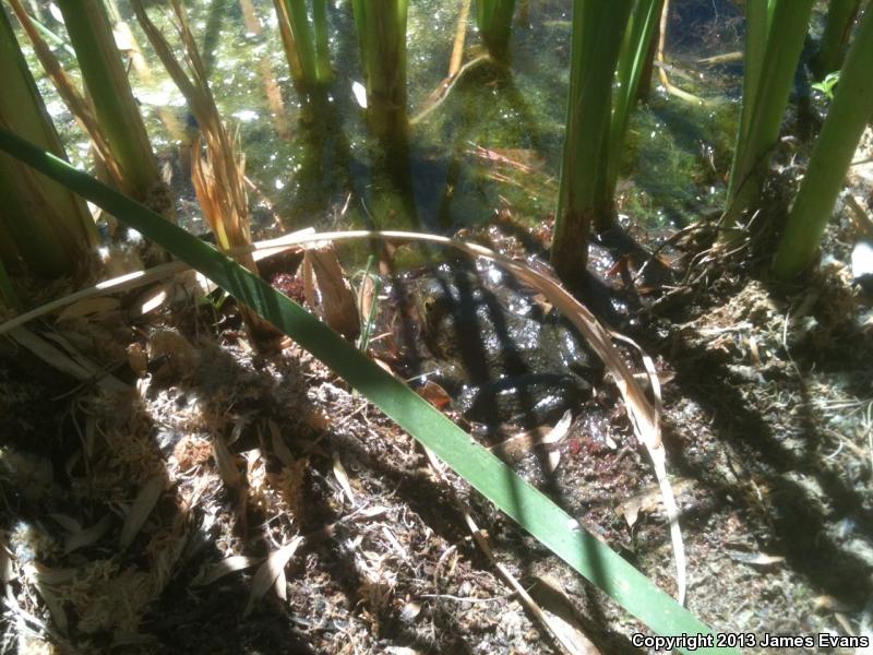 Tarahumara Frog (Lithobates tarahumarae)