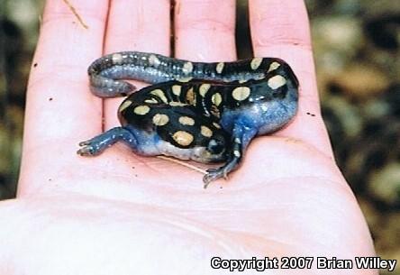 Spotted Salamander (Ambystoma maculatum)