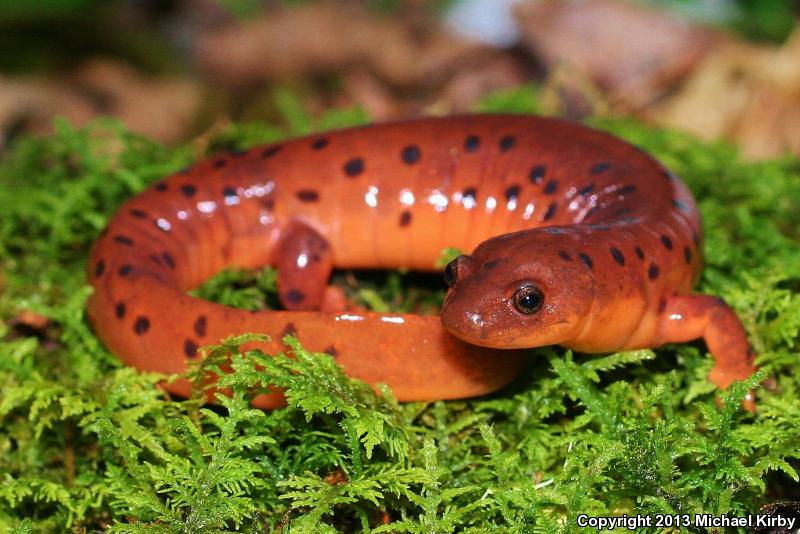 Midland Mud Salamander (Pseudotriton montanus diastictus)