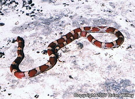 Red Milksnake (Lampropeltis triangulum syspila)