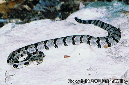 Timber Rattlesnake (Crotalus horridus)