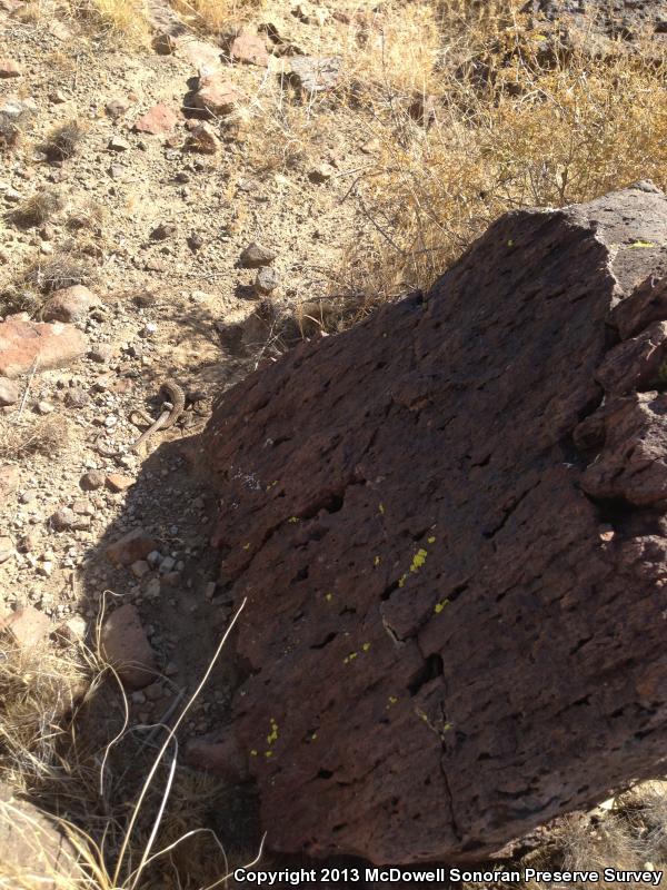 Sonoran Tiger Whiptail (Aspidoscelis tigris aethiops)