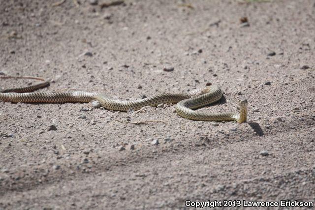 Lined Coachwhip (Coluber flagellum lineatulus)