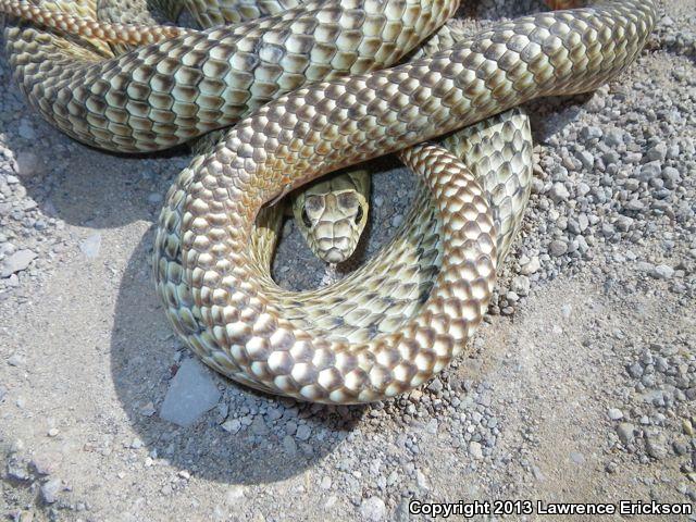 Lined Coachwhip (Coluber flagellum lineatulus)