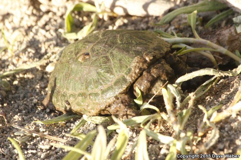 Sonoran Mud Turtle (Kinosternon sonoriense sonoriense)