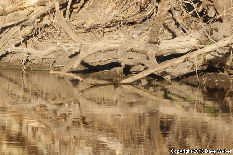 Sonoran Mud Turtle (Kinosternon sonoriense sonoriense)