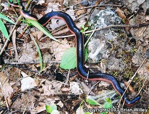 Western Wormsnake (Carphophis vermis)