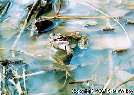 Wood Frog (Lithobates sylvaticus)