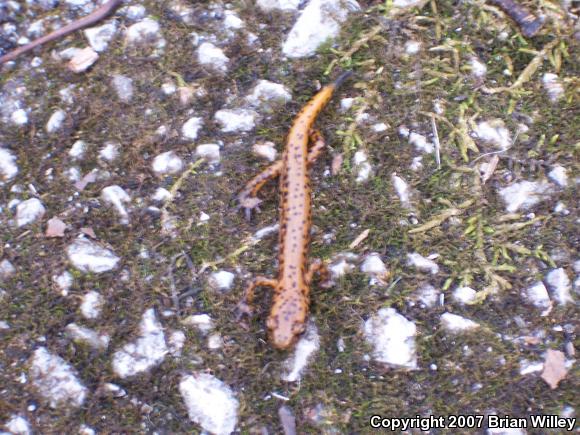 Long-tailed Salamander (Eurycea longicauda)