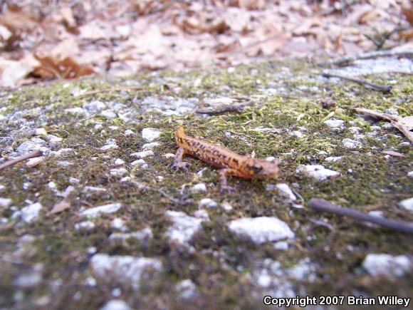 Long-tailed Salamander (Eurycea longicauda)