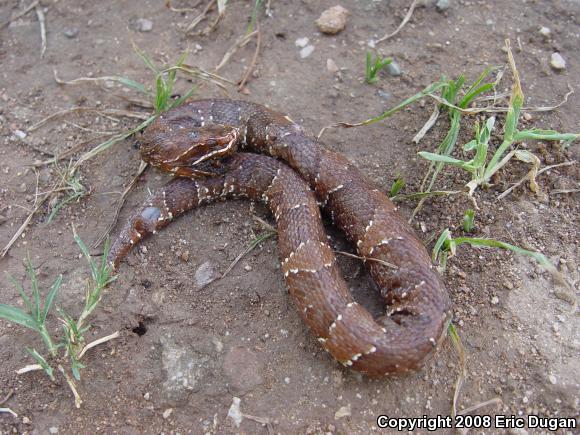 Mexican Cantil (Agkistrodon bilineatus bilineatus)