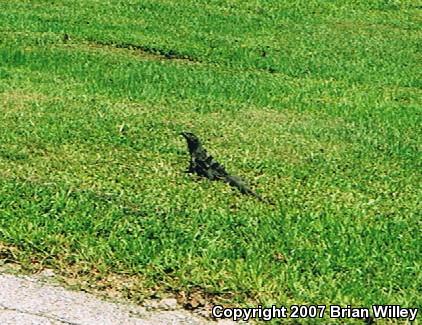 Gray's Spiny-tailed Iguana (Ctenosaura similis)