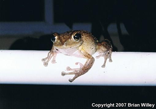 Cuban Treefrog (Osteopilus septentrionalis)