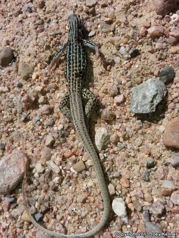 Tropical Whiptails (Cnemidophorus)