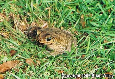 Cane Toad (Rhinella marina)