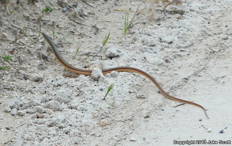 Island Glass Lizard (Ophisaurus compressus)