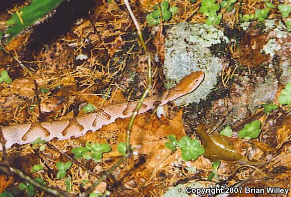 Osage Copperhead (Agkistrodon contortrix phaeogaster)