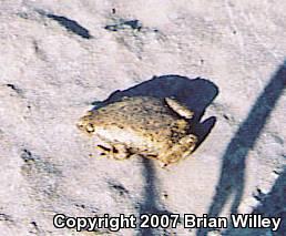 Eastern Narrow-mouthed Toad (Gastrophryne carolinensis)