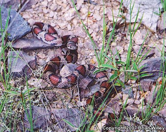 Red Milksnake (Lampropeltis triangulum syspila)