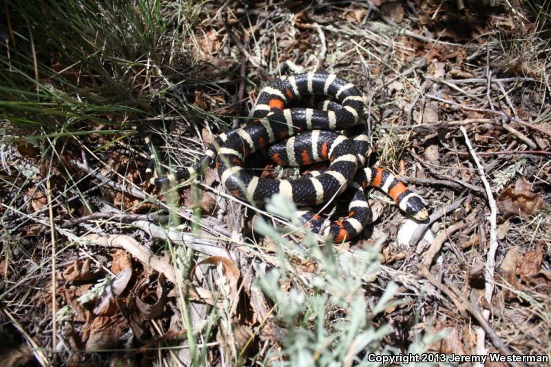 Utah Mountain Kingsnake (Lampropeltis pyromelana infralabialis)