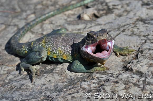 Eastern Collared Lizard (Crotaphytus collaris collaris)