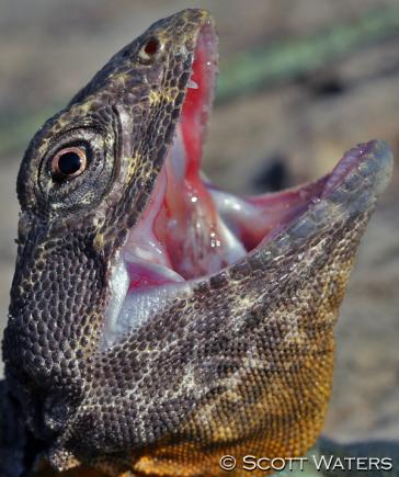 Eastern Collared Lizard (Crotaphytus collaris collaris)