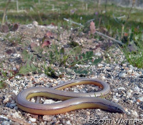 Silvery Legless Lizard (Anniella pulchra pulchra)